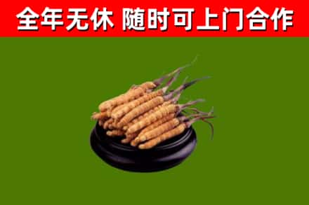 彭泽县烟酒回收冬虫夏草.jpg