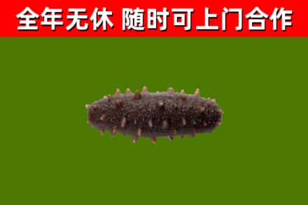 彭泽县烟酒回收干海参.jpg